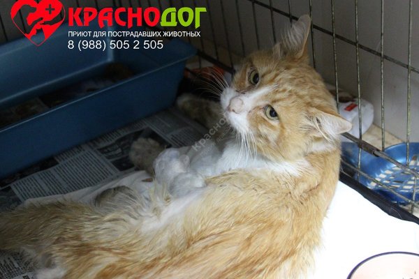 Ссылки на кракен at