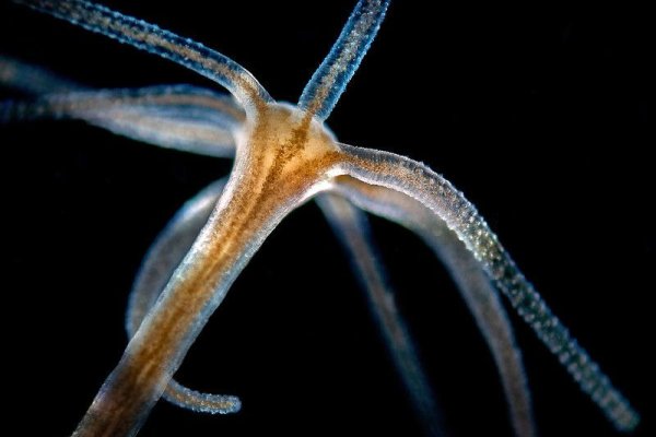 Kraken даркнет рынок ссылка
