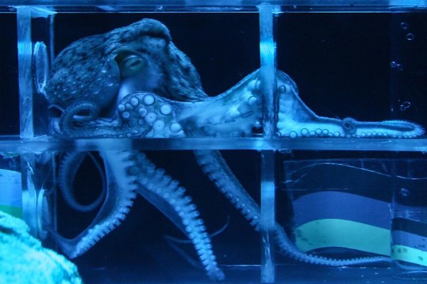 Kraken 17 at