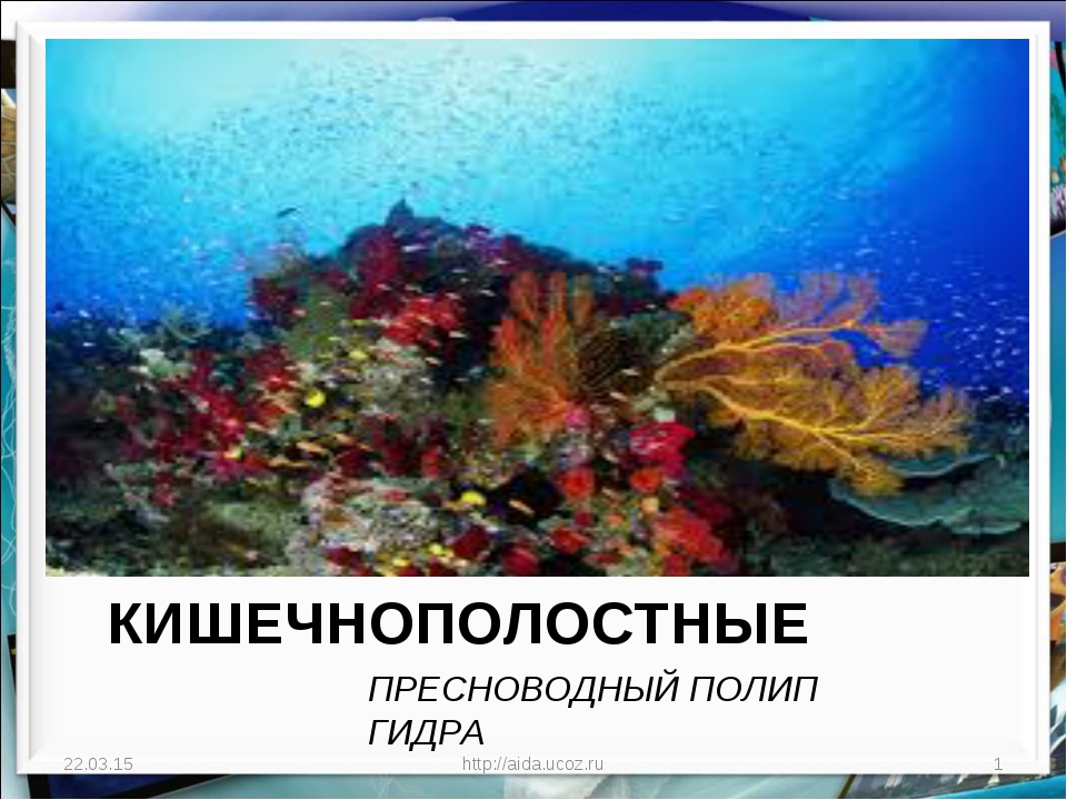 Кракен упал